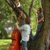 The band in a tree